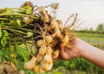 क्या लेटराइटि,क मिट्टी में मूंगफली की फसल लेने से फसल सघनता में वृद्धि होती है !