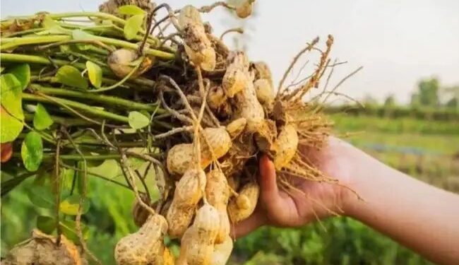 क्या लेटराइटि,क मिट्टी में मूंगफली की फसल लेने से फसल सघनता में वृद्धि होती है !