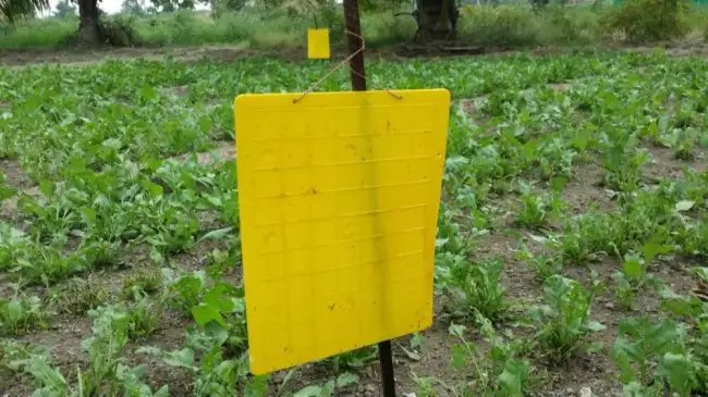 10 रुपये में खरीदें ऐसी चीज़, जो आपके पौधों में लगने नहीं देगी एक भी कीड़!