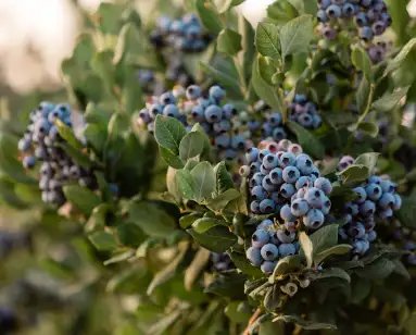 ब्लूबेरी की खेती से किसान कर सकते हैं बढ़िया कमाई, जानें क्या है प्रक्रिया