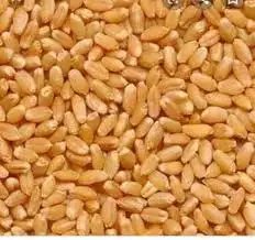 गेहूं की खरीद ज़ोरों पर, तोडा पिछले साल का रिकॉर्ड