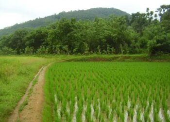 सुंदरगढ़ में खरीफ फसल कार्यक्रम के लिए कृषि भूमि का पुनर्गठन, 3.02 लाख हेक्टेयर भूमि चिन्हित