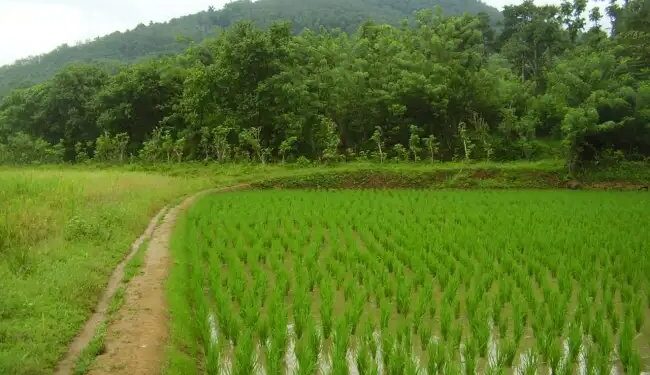 सुंदरगढ़ में खरीफ फसल कार्यक्रम के लिए कृषि भूमि का पुनर्गठन, 3.02 लाख हेक्टेयर भूमि चिन्हित