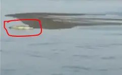 छठ घाट पर दिखा मगरमच्छ, प्रशासन ने लगाई सुरक्षा जाली