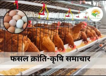 बरसात में पोल्ट्री फार्मिंग बनी चुनौती: उमस और बीमारियों से जूझ रही मुर्गियां, जानें कैसे करें बचाव