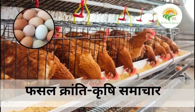 बरसात में पोल्ट्री फार्मिंग बनी चुनौती: उमस और बीमारियों से जूझ रही मुर्गियां, जानें कैसे करें बचाव