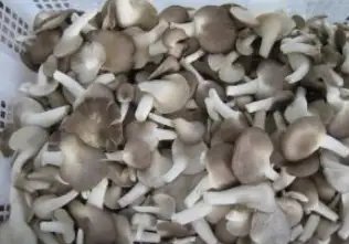 मशरूम की खेती से होगा बंपर मुनाफा, लेकिन इन बातों का रखें ध्यान!