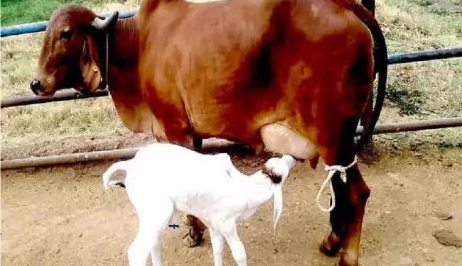केंद्रीय मंत्रीमंडल ने पशुधन मिशन में अतिरिक्त कार्य शामिल करने की मंजूरी दी