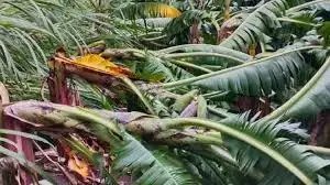महाराष्ट्र: हिंगोली में तूफानी आंधी-बारिश से केले की फसल तबाह, किसानों के लाखों रुपये डूबे