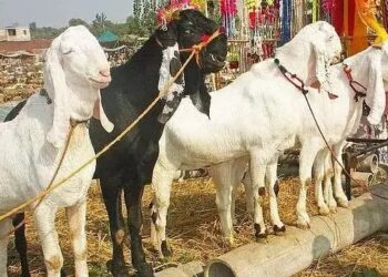 महाराष्ट्र सरकार ने बकरीद से पहले लिया बड़ा फैसला, पशु बाजार को किया बैन, किसानों का बड़ा गुस्सा