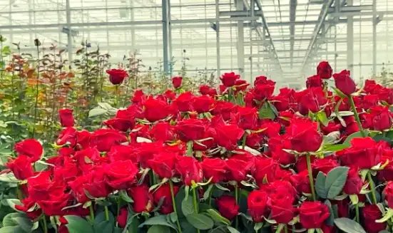 वैलेंटाइन्स वीक में गुलाब की बढ़ी डिमांड, दामों में उछाल से व्यापारियों की बल्ले-बल्ले!