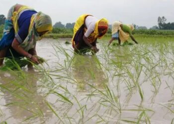 खरीफ रकबा 6% बढ़ा; धान, दालें, मोटे अनाज की बुवाई तेज