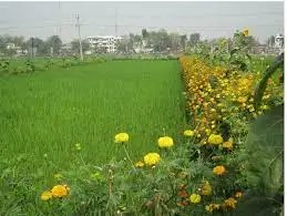 किसानों की आय बढ़ाने के लिए चावल के साथ फूलों की खेती की अंतर-फसल