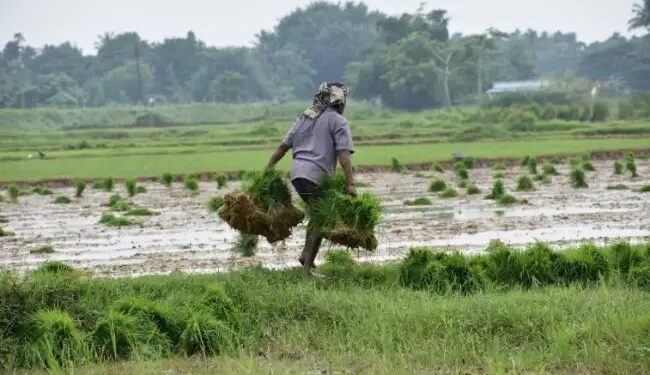 भारत में चावल की पैदावार बढ़ाना: टिकाऊ कृषि के लिए डेटा-संचालित दृष्टिकोण