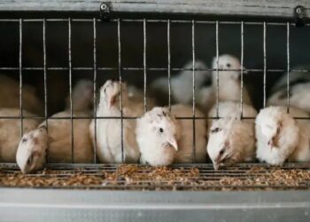 महंगी मक्का से परेशान पोल्ट्री सेक्टर की गुहार: सरकार से मांगा 20 लाख टन चावल