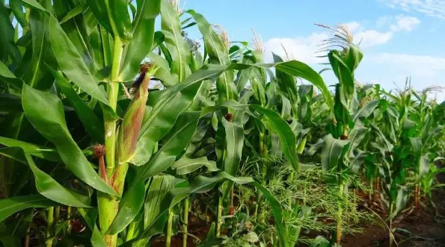 किसान जून में शुरू करें मक्का की खेती, पशुओं को रोगों से बचाने के लिए अपनाएं ये उपाय