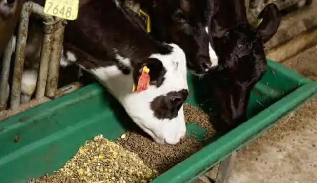 पशुपालकों के लिए NSAI लेकर सेहतमंद चारा, जानें क्या है इसकी खासियत और कीमत