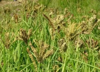 पारंपरिक मंडुवा प्रजाति ‘झुमकिया मंडुवा’ को मिला राष्ट्रीय पंजीकरण, उत्तराखंड के किसानों के लिए बड़ी उपलब्धि