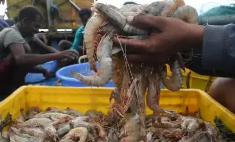 अमेरिका में बढ़ेगा झींगा एक्सपोर्ट, जानें डिटेल!