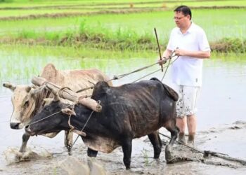 उत्तराखंड के मुख्यमंत्री पुष्कर सिंह धामी खुद उतरे खेत में, धान की रोपाई कर किसानों को दिया सम्मान