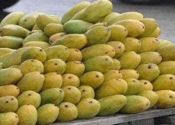 यूपी के Dasheri Aam का पहली बार दुबई को सीधा निर्यात: एक ऐतिहासिक उपलब्धि