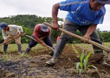 खरीफ रकबा 11% बढ़ा; धान, दलहन, तिलहन की बुवाई तेज