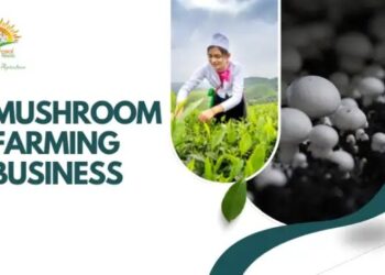 मशरूम फार्मिंग बिजनेस: एक लाभदायक कृषि उद्यम