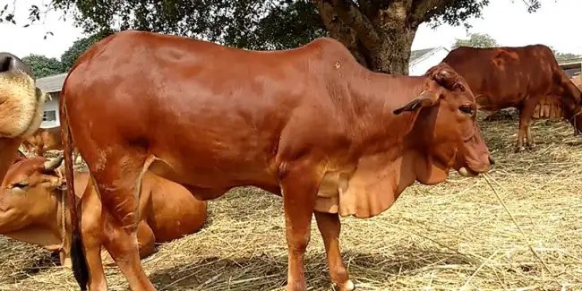 जानें बलूचिस्तानी नस्ल की गाय के बारे में, देती है 20 लीटर दूध