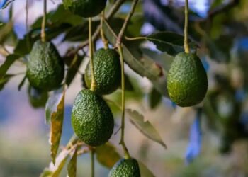 केरल के अंबालावायल को मिला ‘एवोकाडो सिटी’ का खिताब, किसानों की आय में बंपर बढ़ोतरी