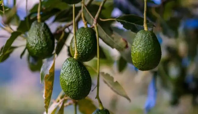 केरल के अंबालावायल को मिला ‘एवोकाडो सिटी’ का खिताब, किसानों की आय में बंपर बढ़ोतरी