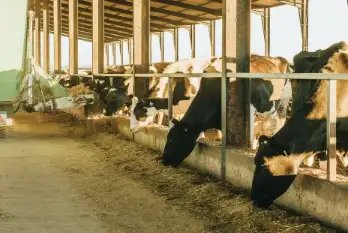 डेयरी किसानों को नहीं मिला सरकार से पैसा, 9 महीनों में 606 करोड़ बकाया!