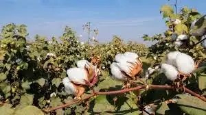 हरे फुदके का कपास की फसल पर हमला: पंजाब से राजस्थान तक किसानों की चिंता बढ़ी