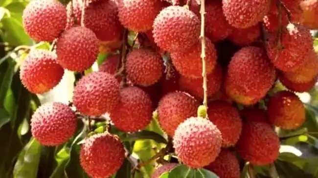 तेज गर्मी में खराब हो रही शाही लीची की फसल, कृषि वैज्ञानिकों ने दिए सुझाव