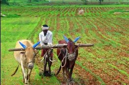 किसानों को बीज मुहैया कराएगी योगी सरकार, नहीं रहना पड़ेगा निर्भर