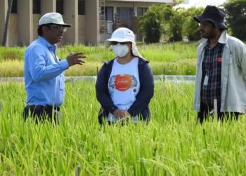 भारतीय वैज्ञानिक सुरक्षित,आर्सेनिक फ्री चावल की खोज कर रहे हैं