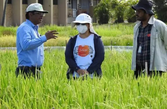 भारतीय वैज्ञानिक सुरक्षित,आर्सेनिक फ्री चावल की खोज कर रहे हैं