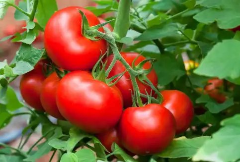 टमाटर के दामों में गिरावट, ओडिशा, दिल्ली और यूपी किसानों पर गिरी गाज!