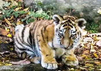 कूनो के लिए गुड न्यूज, CM Mohan Yadav ने दी जानकारी