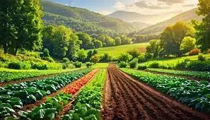 हिमाचल में प्राकृतिक खेती को मिलेगा बढ़ावा,सरकार ने लिए कई महत्वपूर्ण फैसले