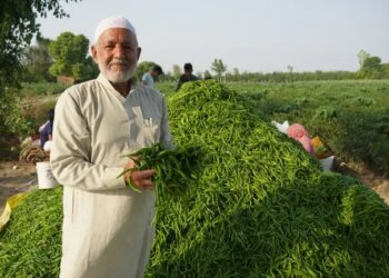मिर्च की सहफसली खेती से बदली किस्मत, उत्तर प्रदेश के महबूब किसानों के लिए बने प्रेरणा