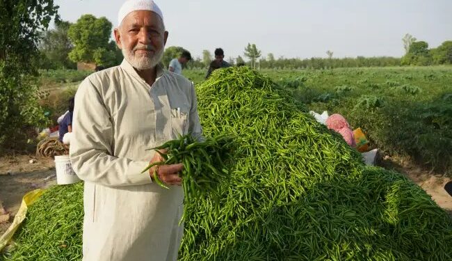 मिर्च की सहफसली खेती से बदली किस्मत, उत्तर प्रदेश के महबूब किसानों के लिए बने प्रेरणा