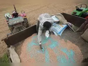 भारत में बारिश और गर्मी की मार से निपटने के लिए मजबूत बीज मौजूद