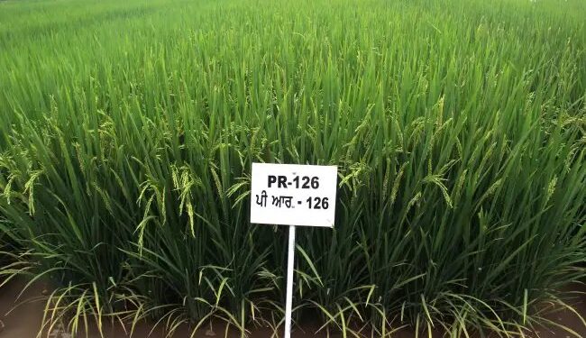 पीएयू चावल की किस्म ‘पीआर 126’ ने 2024 में फिर से शीर्ष स्थान हासिल किया
