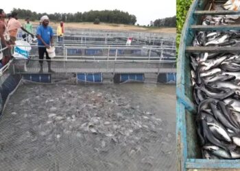 मछली पालन को लगेगा रफ्तार का पंख! महाराष्ट्र सरकार ने दाना खरीद के लिए जारी किए नए नियम