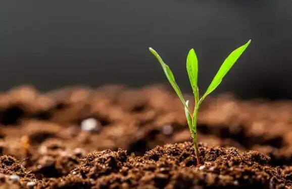 अब SMS और व्हाट्सएप पर मिलेगा सॉइल हेल्थ कार्ड, मिलेगी मिट्टी की पूरी जानकारी, जानें प्रोसेस?