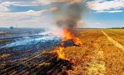 पराली को खेत से दूर करने के लिए किसान अपनाएं ये बेहतरीन उपाय!