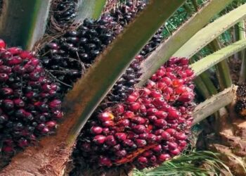 कच्चे पाम तेल में आत्मनिर्भरता की ओर भारत, राष्ट्रीय खाद्य तेल मिशन, ऑयल पाम से बढ़ा घरेलू उत्पादन