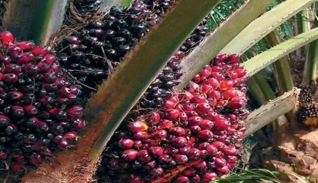 कच्चे पाम तेल में आत्मनिर्भरता की ओर भारत, राष्ट्रीय खाद्य तेल मिशन, ऑयल पाम से बढ़ा घरेलू उत्पादन