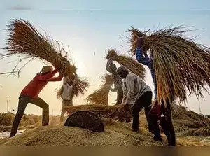 सरकार ने खाद्य सुरक्षा उपायों और स्थानीय फसल संवर्धन पर जोर दिया