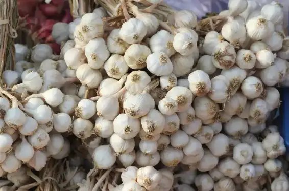 भारत में चाइनीज लहसुन का आयात जारी, सरकार ने दी जब्त की गई खेप की जानकारी!